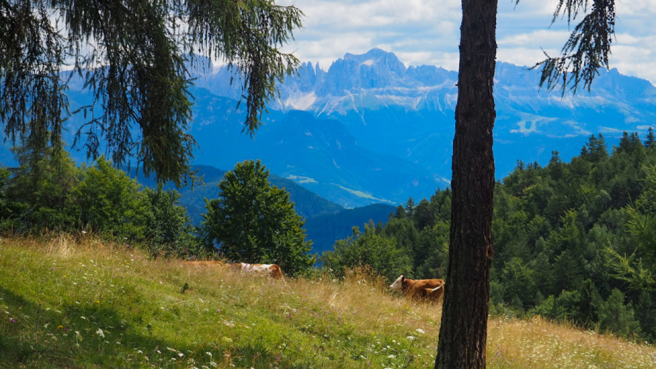 14-blick_vom_steifler_zu_den_dolomiten.jpeg