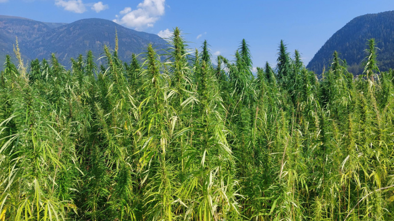 piantagione cannabis canapa teodone