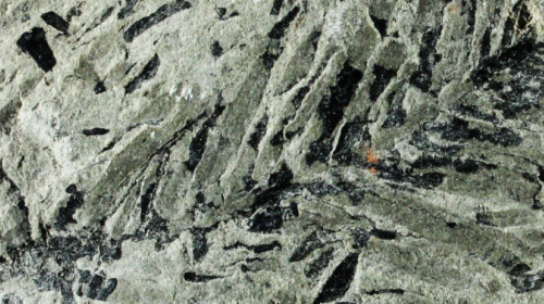Quadrocladus – Zweig aus der Blätterbachschlucht Quadrocladus – Zweig aus der Blätterbachschlucht