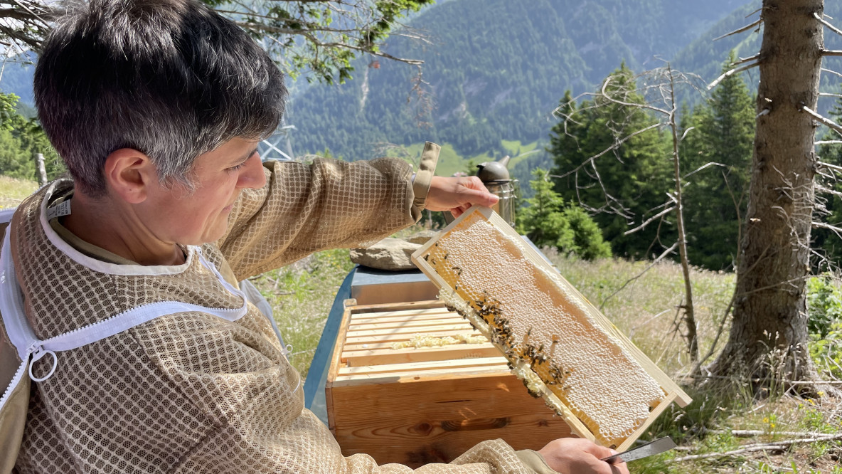 Ein einwandfreies Wachs bildet somit die Grundlage für die Gesundheit des Bienenvolkes und die Qualität des Honigs.