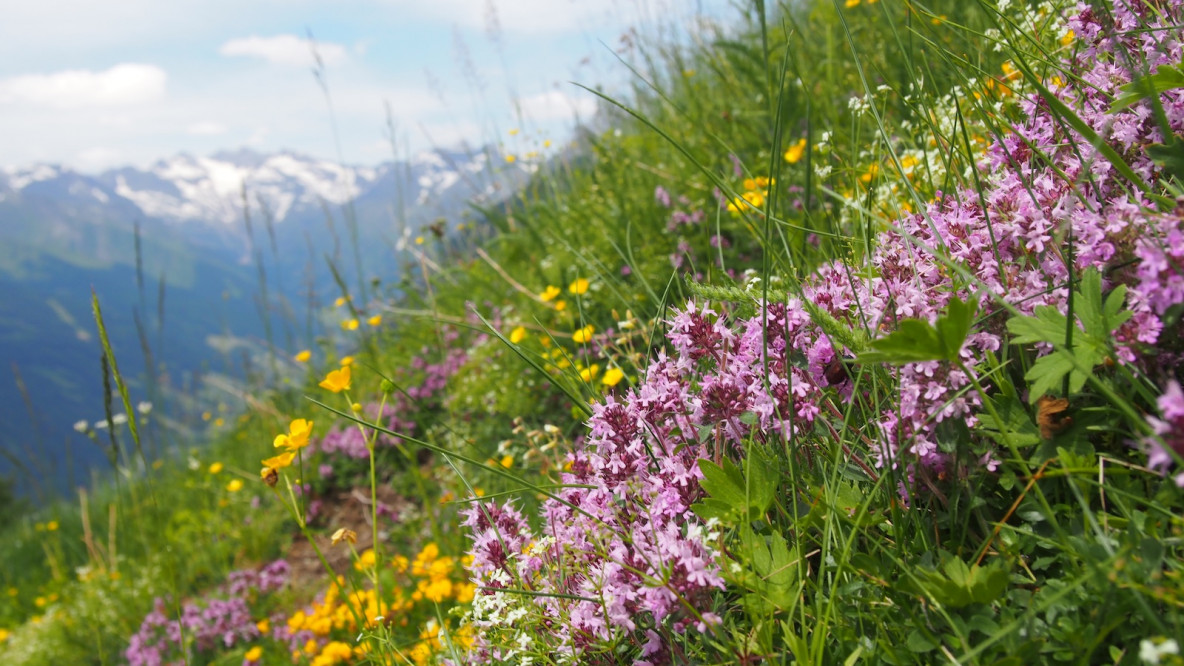 Bunte Alpenblumen auf den Bergweiden