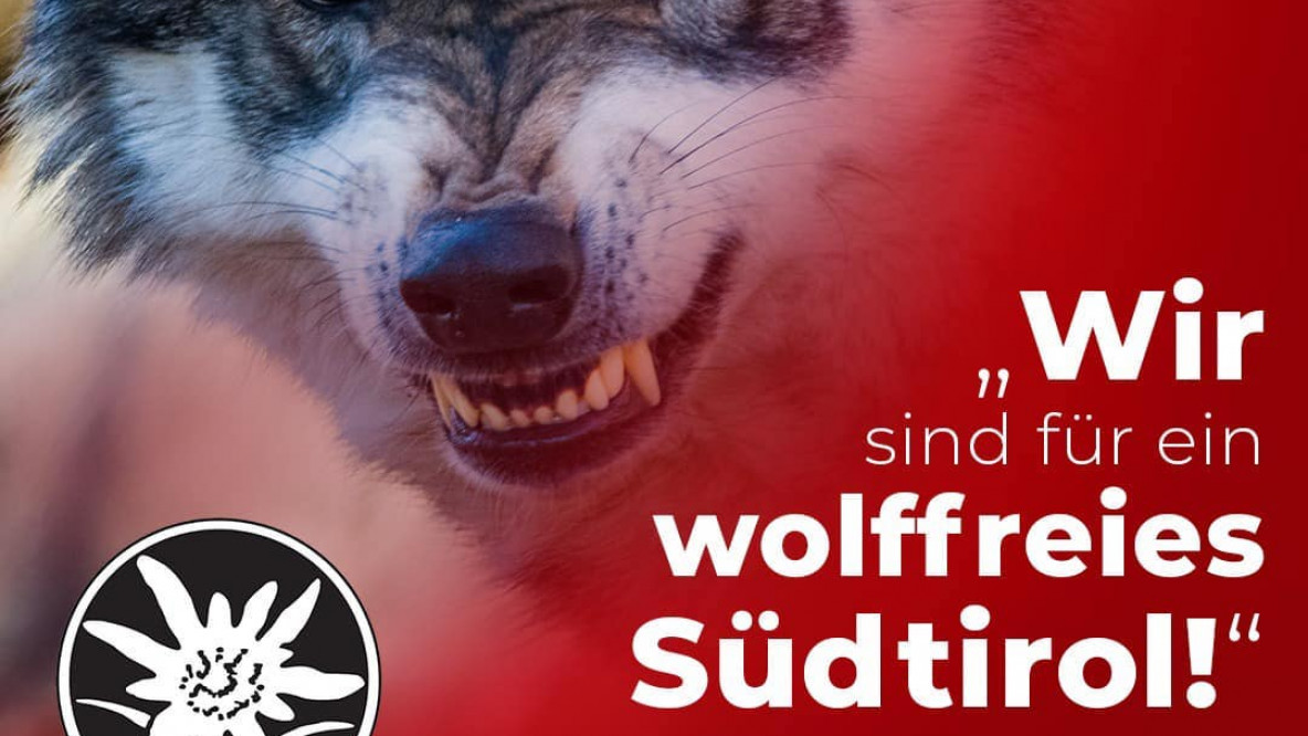 Wolf SVP
