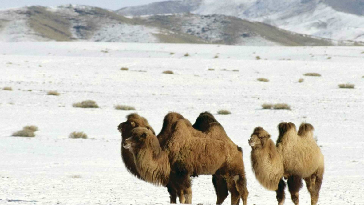 camel.snow_.jpg