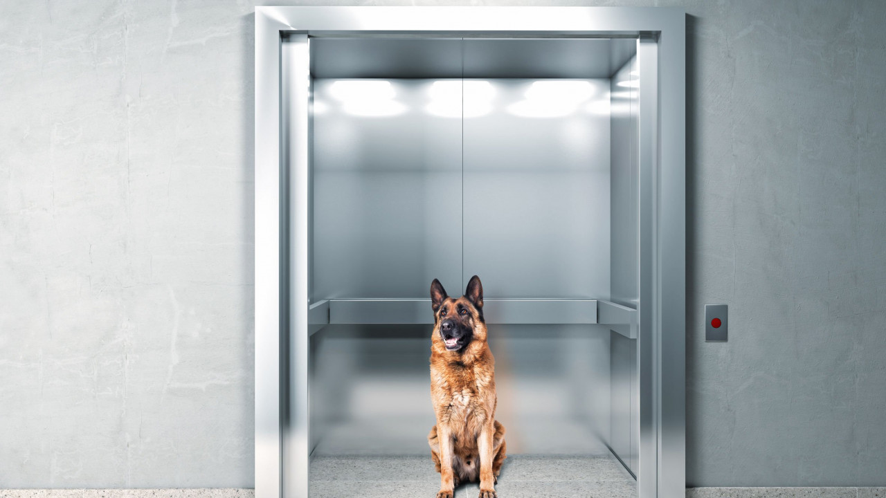 cane_ascensore_condominio-id25785.jpg