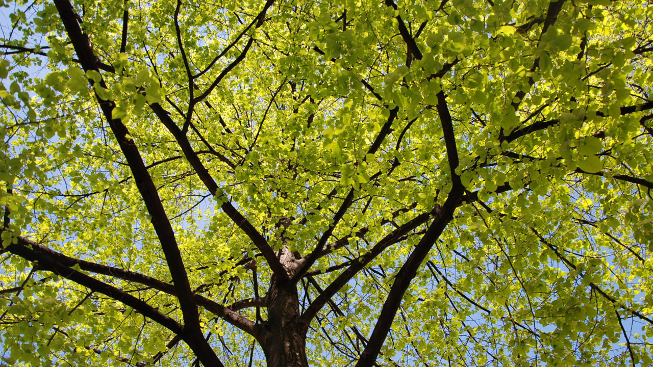 Alberi Bolzano