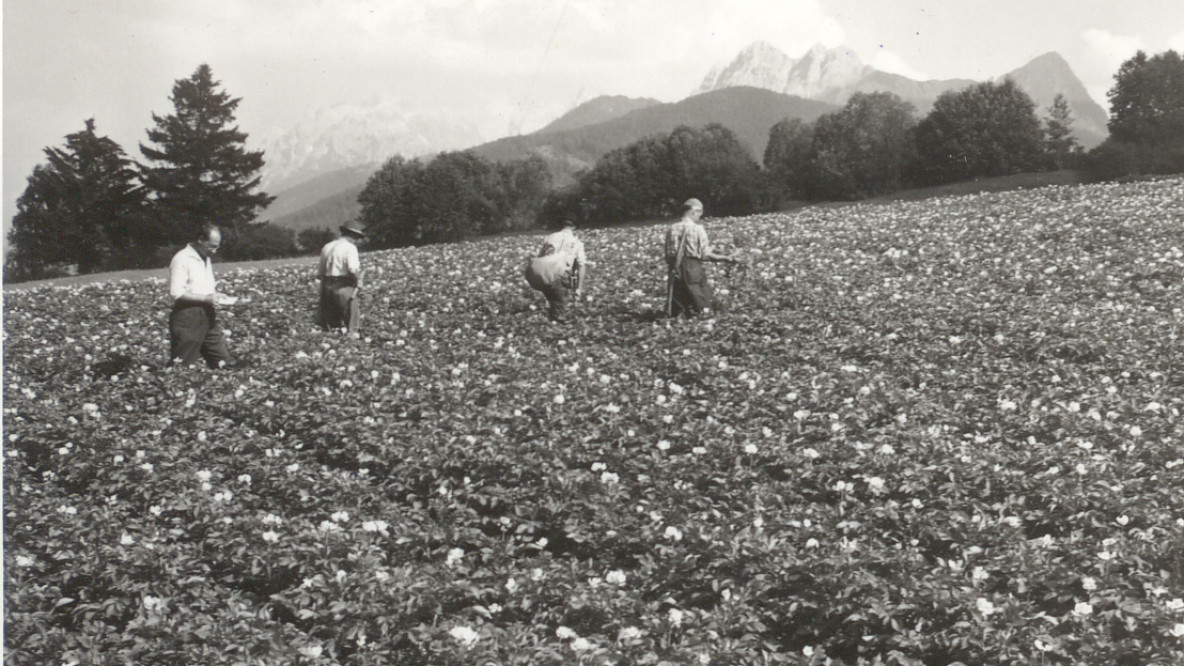 In ispezione nel campo di patate in fiore (anni '60 vicino a Valdaora): il direttore del Consorzio Biadene preleva campioni per il controllo sanitario insieme agli agricoltori.