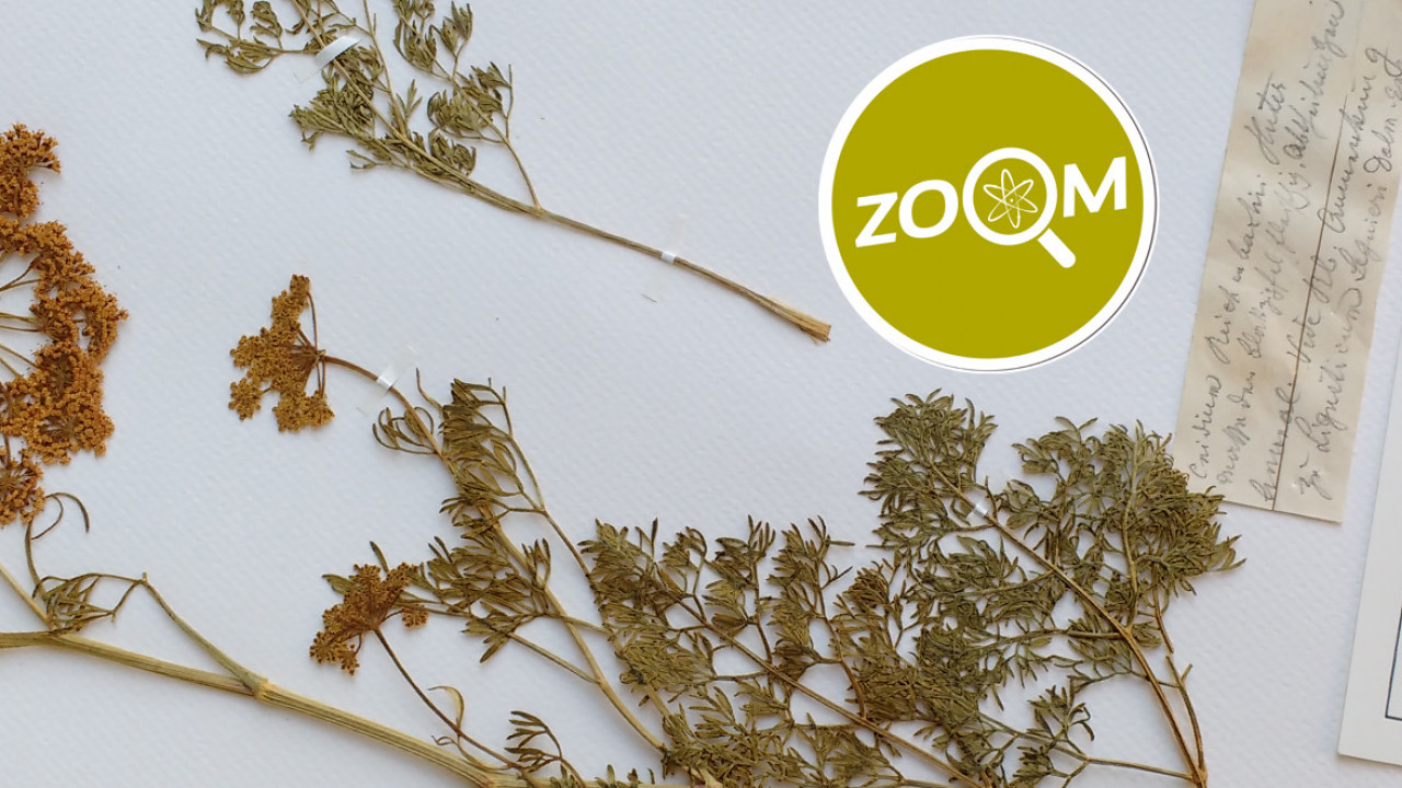 Zoom-02-Header