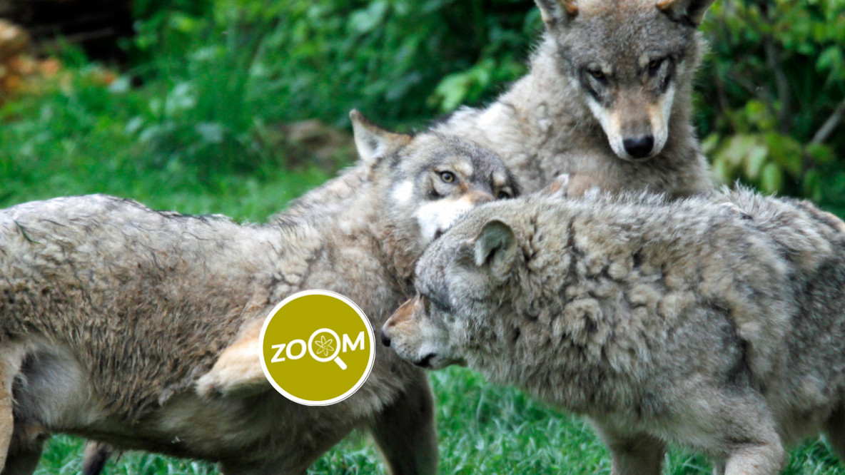 Zoom 10 - Wolf Interaktion