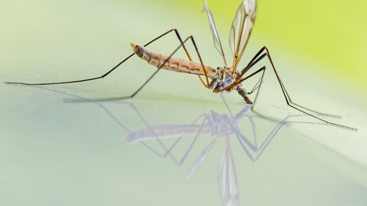 mosquito-1754359_1920.jpg