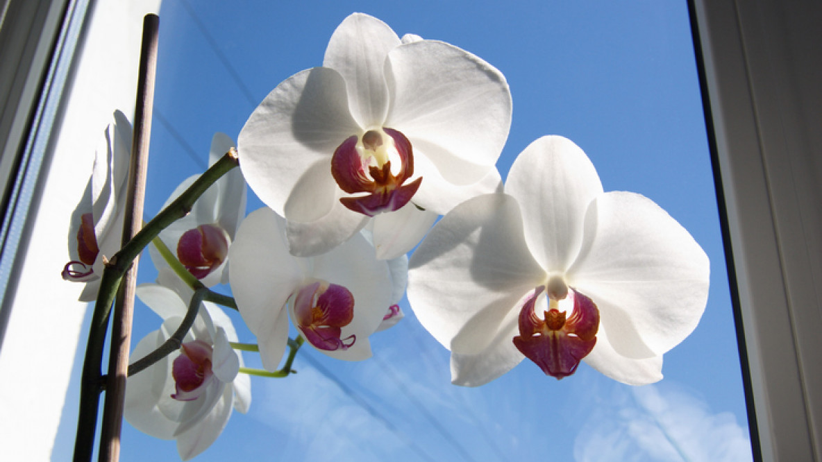 orchidee-sonne.jpg