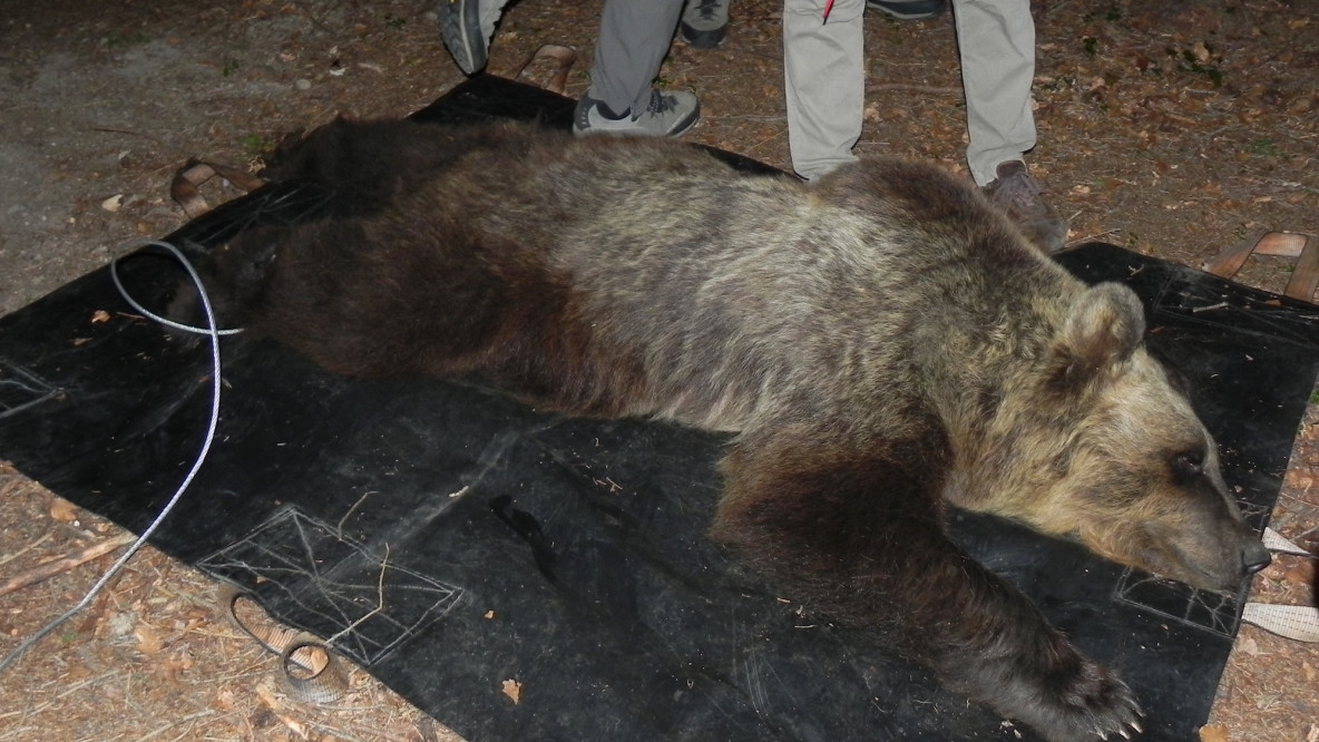 orsa catturata in Trentino