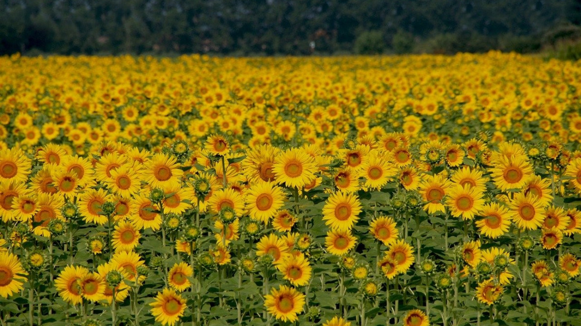 pixabay_sunflowers-1546286_1280_1.jpg
