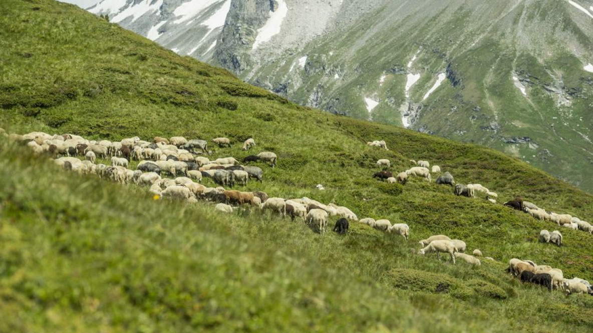 Schafe auf Tiroler Weide