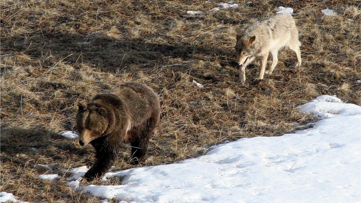 Bär und Wolf