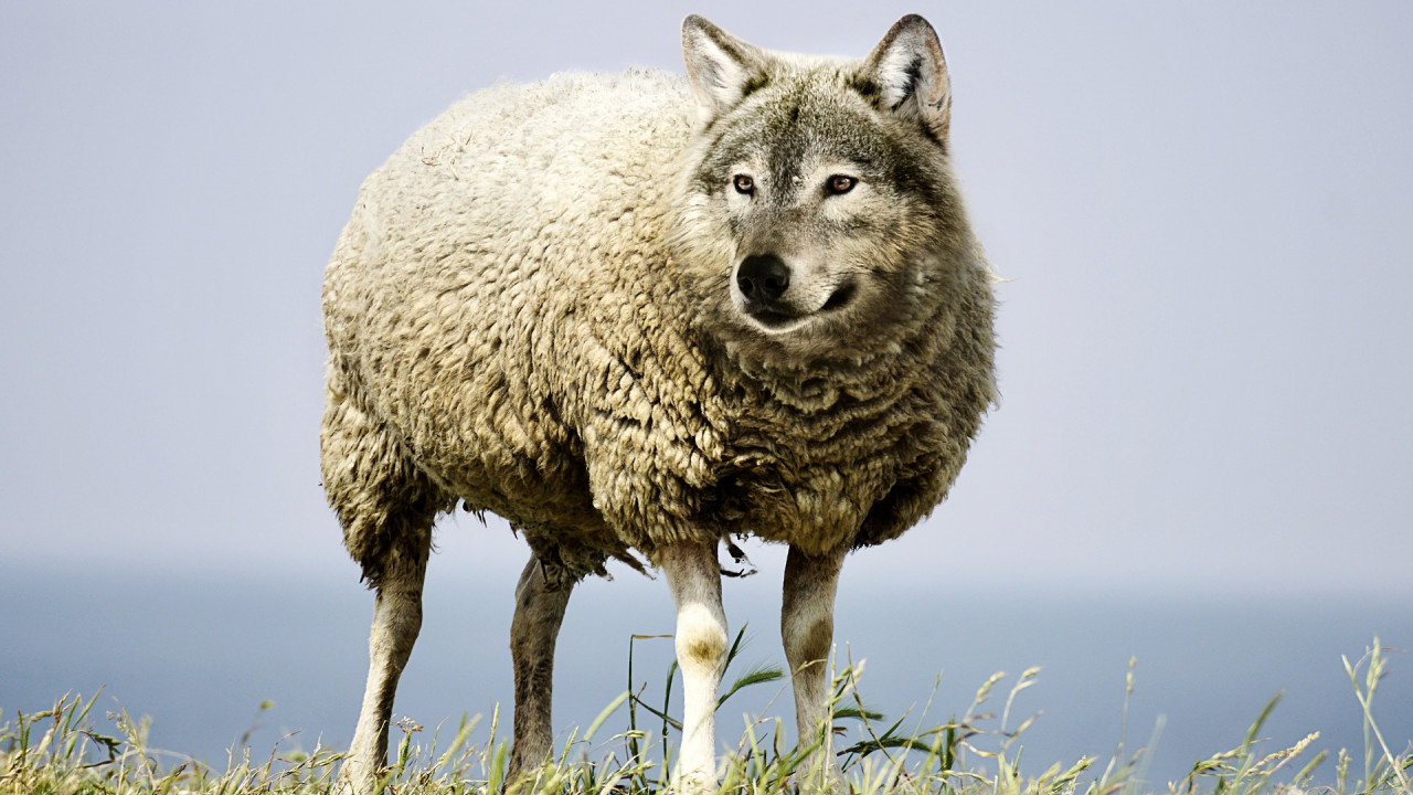 wolf-in-sheeps-clothing-2577813_1920.jpg