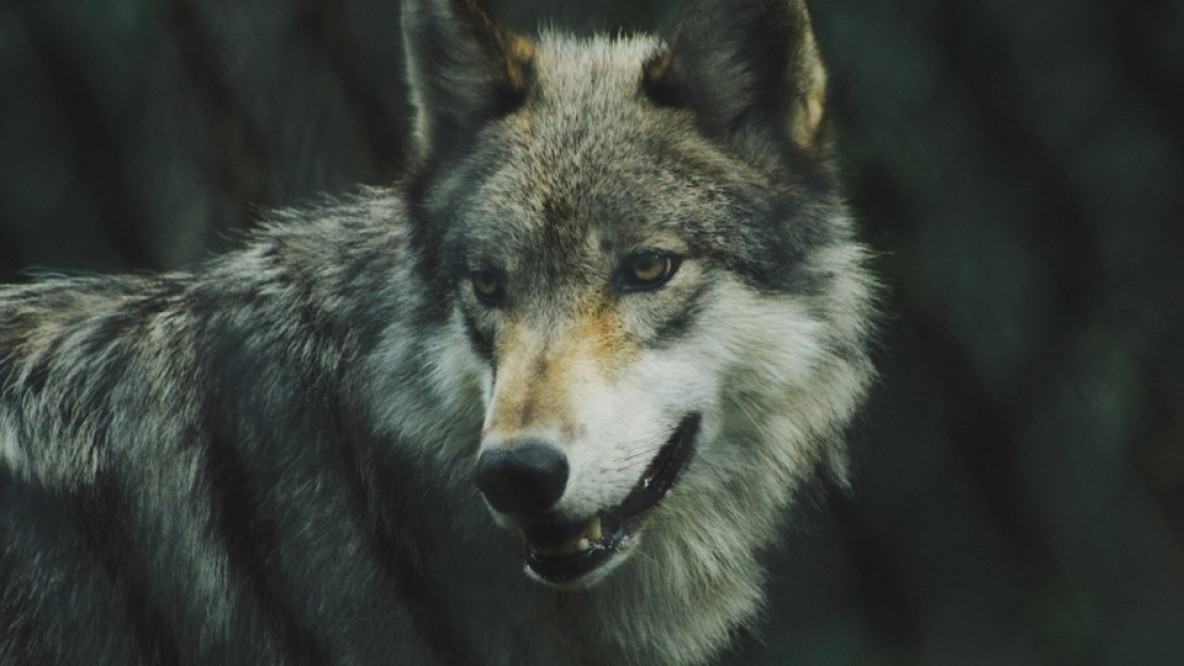 wolf-pano-c-michael-larosa-unsplash-1080x540.jpg