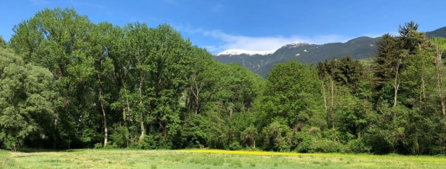 Retten wir den Brixner Auwald - Salviamo il bosco ripariale di Bressanone
