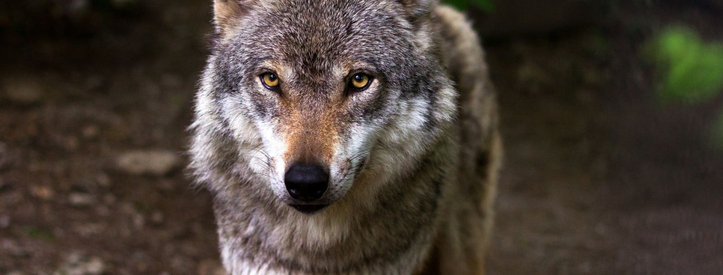 Lupo, Wolf Lupo, Wolf