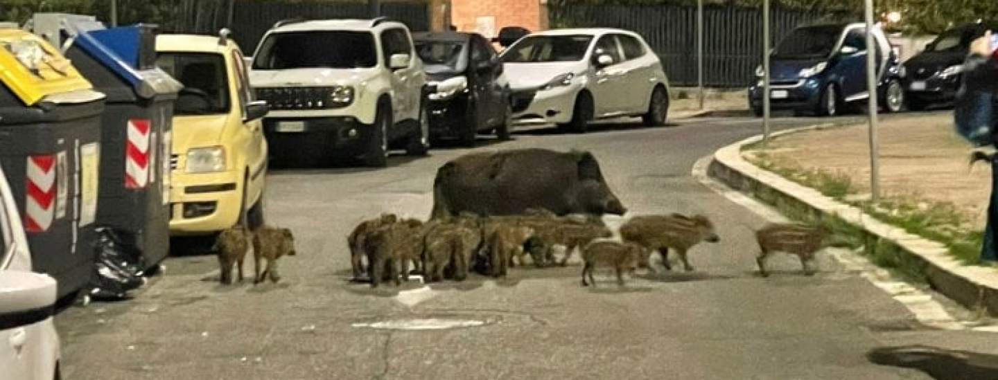 Wildschweine - Rom