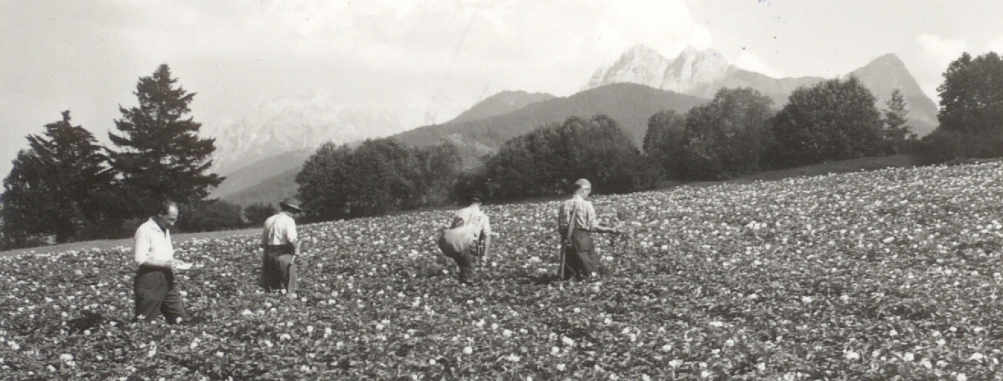 In ispezione nel campo di patate in fiore (anni '60 vicino a Valdaora): il direttore del Consorzio Biadene preleva campioni per il controllo sanitario insieme agli agricoltori.
