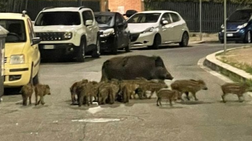 Wildschweine - Rom