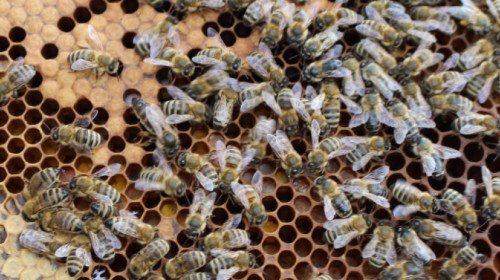 Eindrücke aus dem Bienenstock