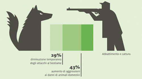 lupo_alto_adige_infografica.jpg