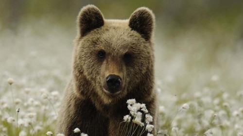 orso orso