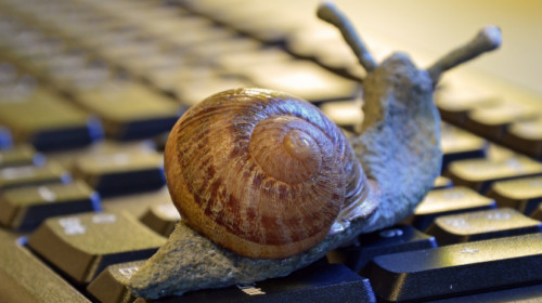 snail-3901655_1920.jpg snail-3901655_1920.jpg