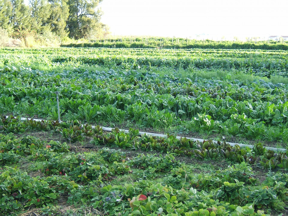 organic-vegetable-cultivation.jpeg