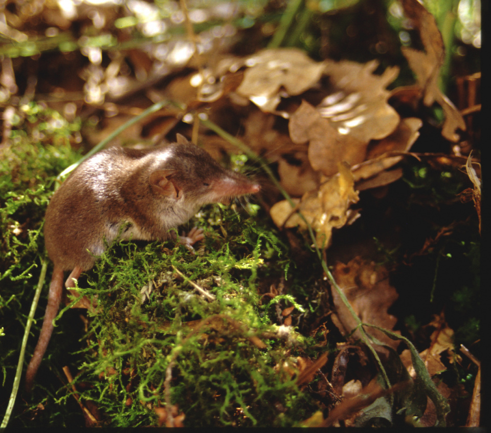 Small Mammals - Weisszahnspitzmaus