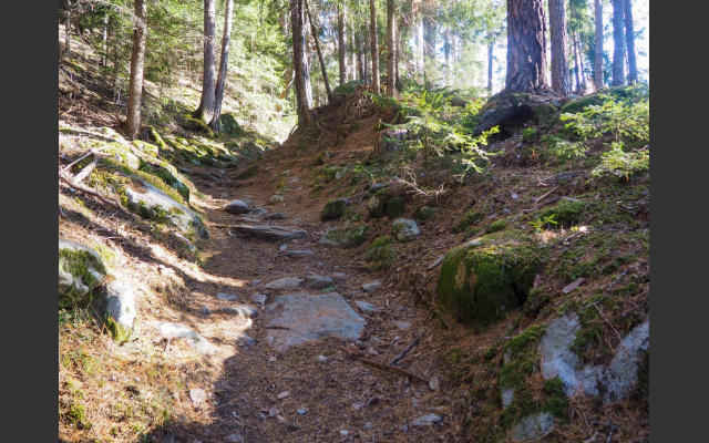 Waldweg - Amaten