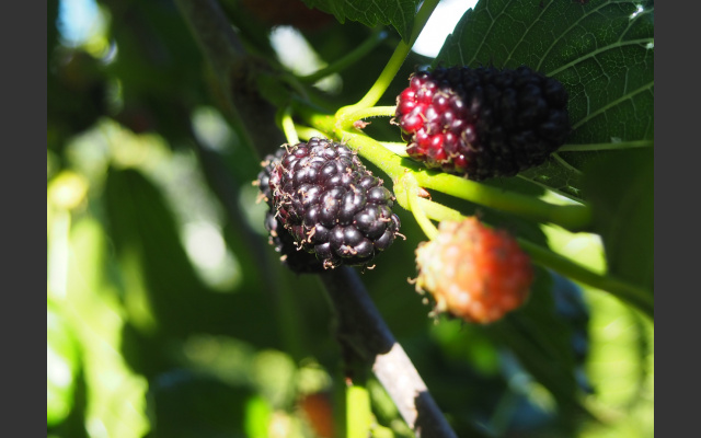 Früchte des Maulbeerbaumes